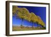 Common Lime Trees on Roadside, in Autumn Colour-null-Framed Photographic Print