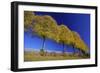 Common Lime Trees on Roadside, in Autumn Colour-null-Framed Photographic Print