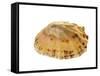 Common Limpet Shell, Normandy, France-Philippe Clement-Framed Stretched Canvas