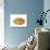 Common Limpet Shell, Normandy, France-Philippe Clement-Stretched Canvas displayed on a wall