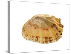 Common Limpet Shell, Normandy, France-Philippe Clement-Stretched Canvas