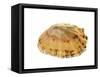 Common Limpet Shell, Normandy, France-Philippe Clement-Framed Stretched Canvas