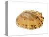 Common Limpet Shell, Normandy, France-Philippe Clement-Stretched Canvas