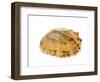 Common Limpet Shell, Normandy, France-Philippe Clement-Framed Photographic Print