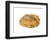 Common Limpet Shell, Normandy, France-Philippe Clement-Framed Photographic Print