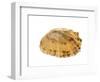 Common Limpet Shell, Normandy, France-Philippe Clement-Framed Photographic Print