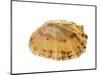 Common Limpet Shell, Normandy, France-Philippe Clement-Mounted Photographic Print