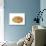 Common Limpet Shell, Normandy, France-Philippe Clement-Photographic Print displayed on a wall