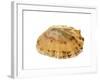 Common Limpet Shell, Normandy, France-Philippe Clement-Framed Photographic Print