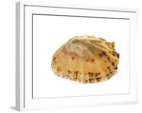 Common Limpet Shell, Normandy, France-Philippe Clement-Framed Photographic Print