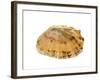 Common Limpet Shell, Normandy, France-Philippe Clement-Framed Photographic Print