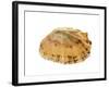 Common Limpet Shell, Normandy, France-Philippe Clement-Framed Photographic Print
