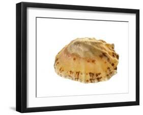 Common Limpet Shell, Normandy, France-Philippe Clement-Framed Photographic Print