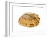 Common Limpet Shell, Normandy, France-Philippe Clement-Framed Photographic Print