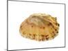 Common Limpet Shell, Normandy, France-Philippe Clement-Mounted Photographic Print