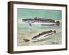 Common Ling or Ling (Molva Molva), Gadidae-null-Framed Giclee Print