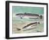 Common Ling or Ling (Molva Molva), Gadidae-null-Framed Giclee Print