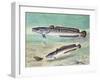 Common Ling or Ling (Molva Molva), Gadidae-null-Framed Giclee Print