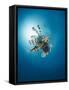 Common Lionfish (Pterois Miles) from Below, Back-Lit by the Sun, Naama Bay-Mark Doherty-Framed Stretched Canvas