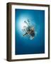 Common Lionfish (Pterois Miles) from Below, Back-Lit by the Sun, Naama Bay-Mark Doherty-Framed Photographic Print