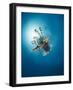 Common Lionfish (Pterois Miles) from Below, Back-Lit by the Sun, Naama Bay-Mark Doherty-Framed Photographic Print