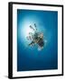 Common Lionfish (Pterois Miles) from Below, Back-Lit by the Sun, Naama Bay-Mark Doherty-Framed Photographic Print