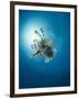 Common Lionfish (Pterois Miles) from Below, Back-Lit by the Sun, Naama Bay-Mark Doherty-Framed Photographic Print