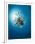 Common Lionfish (Pterois Miles) from Below, Back-Lit by the Sun, Naama Bay-Mark Doherty-Framed Photographic Print