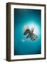 Common Lionfish (Pterois Miles) from Below, Back-Lit by the Sun, Naama Bay-Mark Doherty-Framed Photographic Print