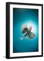 Common Lionfish (Pterois Miles) from Below, Back-Lit by the Sun, Naama Bay-Mark Doherty-Framed Photographic Print