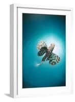 Common Lionfish (Pterois Miles) from Below, Back-Lit by the Sun, Naama Bay-Mark Doherty-Framed Photographic Print