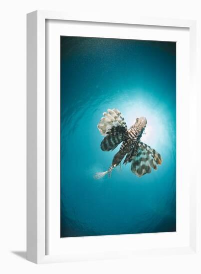 Common Lionfish (Pterois Miles) from Below, Back-Lit by the Sun, Naama Bay-Mark Doherty-Framed Photographic Print