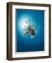 Common Lionfish (Pterois Miles) from Below, Back-Lit by the Sun, Naama Bay-Mark Doherty-Framed Photographic Print