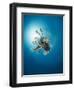 Common Lionfish (Pterois Miles) from Below, Back-Lit by the Sun, Naama Bay-Mark Doherty-Framed Photographic Print