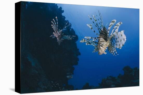 Common Lionfish (Pterois Miles), Front View, Naama Bay-Mark Doherty-Stretched Canvas