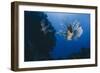 Common Lionfish (Pterois Miles), Front View, Naama Bay-Mark Doherty-Framed Photographic Print