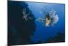 Common Lionfish (Pterois Miles), Front View, Naama Bay-Mark Doherty-Mounted Photographic Print