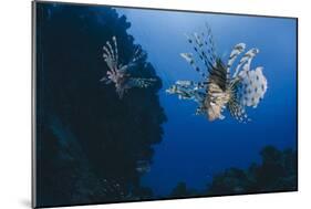 Common Lionfish (Pterois Miles), Front View, Naama Bay-Mark Doherty-Mounted Photographic Print