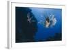 Common Lionfish (Pterois Miles), Front View, Naama Bay-Mark Doherty-Framed Photographic Print