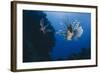 Common Lionfish (Pterois Miles), Front View, Naama Bay-Mark Doherty-Framed Photographic Print