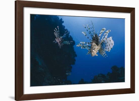 Common Lionfish (Pterois Miles), Front View, Naama Bay-Mark Doherty-Framed Photographic Print