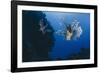 Common Lionfish (Pterois Miles), Front View, Naama Bay-Mark Doherty-Framed Photographic Print