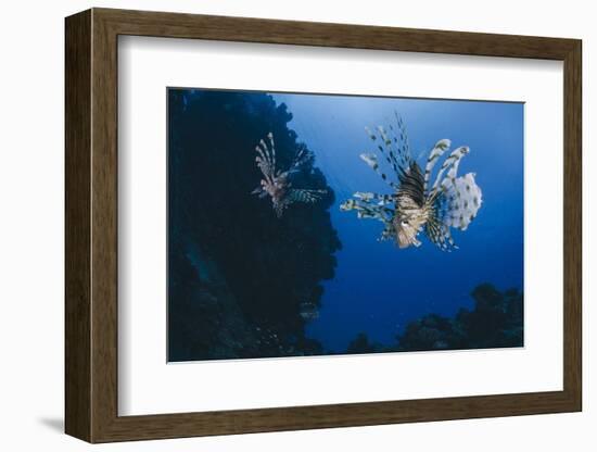 Common Lionfish (Pterois Miles), Front View, Naama Bay-Mark Doherty-Framed Photographic Print