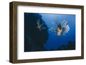 Common Lionfish (Pterois Miles), Front View, Naama Bay-Mark Doherty-Framed Photographic Print