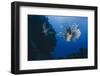 Common Lionfish (Pterois Miles), Front View, Naama Bay-Mark Doherty-Framed Photographic Print