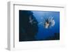 Common Lionfish (Pterois Miles), Front View, Naama Bay-Mark Doherty-Framed Photographic Print