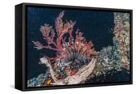 Common Lionfish (Pterois Volitans) at Night Near the Dock of the Komodo Island Diving Resort-Michael Nolan-Framed Stretched Canvas