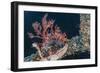 Common Lionfish (Pterois Volitans) at Night Near the Dock of the Komodo Island Diving Resort-Michael Nolan-Framed Photographic Print