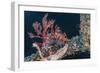 Common Lionfish (Pterois Volitans) at Night Near the Dock of the Komodo Island Diving Resort-Michael Nolan-Framed Photographic Print