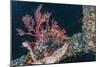 Common Lionfish (Pterois Volitans) at Night Near the Dock of the Komodo Island Diving Resort-Michael Nolan-Mounted Photographic Print